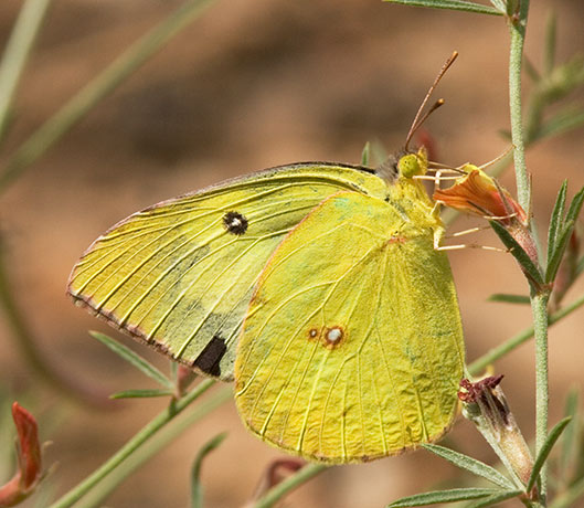 Southern Dogface Zerene cesonia Colias cesonia
