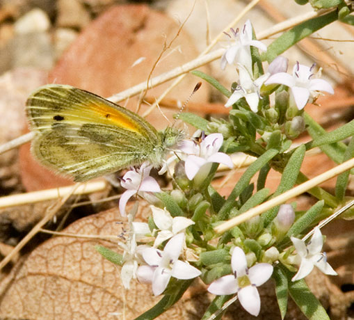 Dainty Sulphur Nathalis iole Butterfly