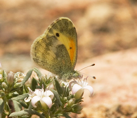Dainty Sulphur Nathalis iole Butterfly
