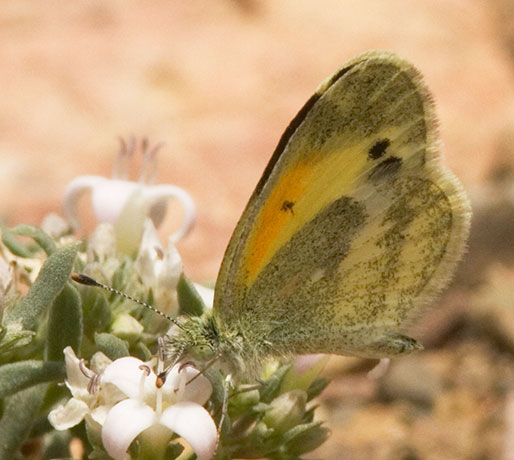 Dainty Sulphur Nathalis iole Butterfly