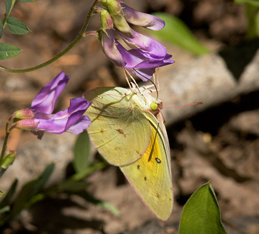 Southern Dogface Zerene cesonia Colias cesonia