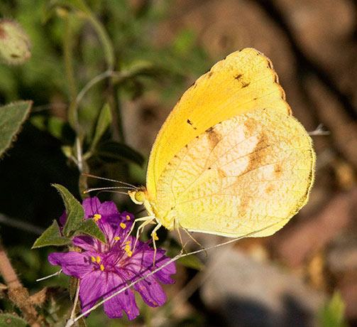 Sleepy Orange Eurema nicippe Butterfly