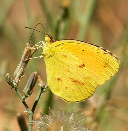 Sleepy Orange Eurema nicippe Butterfly