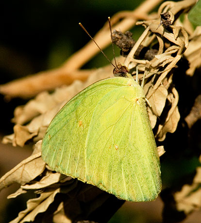 Cloudless Sulphur Phoebis sennae Butterfly