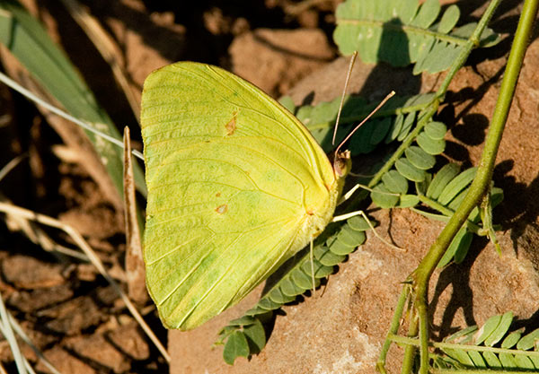 Cloudless Sulphur Phoebis sennae Butterfly