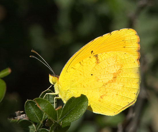 Sleepy Orange Eurema nicippe Butterfly