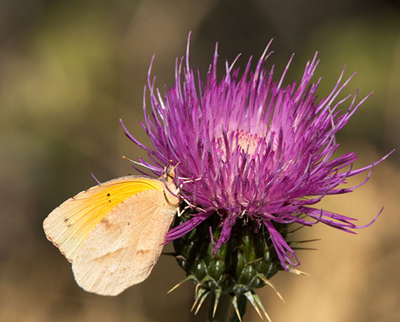 Sleepy Orange Eurema nicippe Butterfly on thistle flower