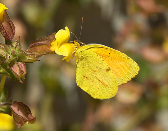 Sleepy Orange Eurema nicippe Butterfly