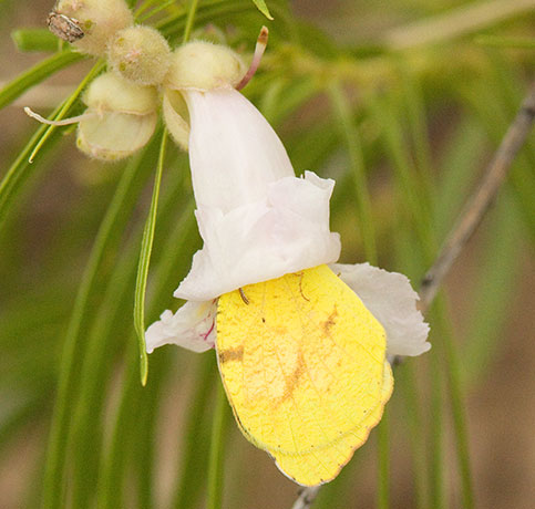 Sleepy Orange Eurema nicippe Butterfly