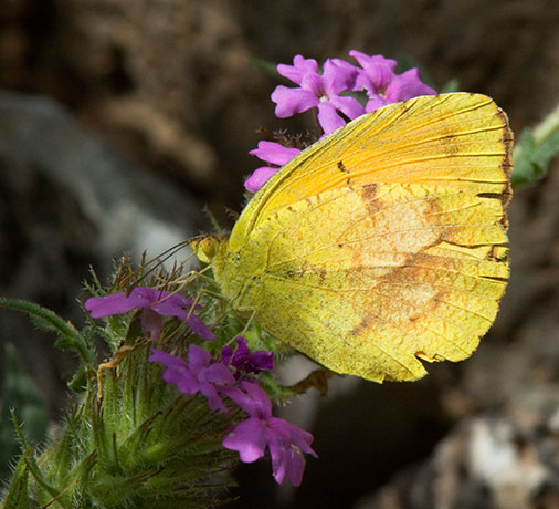 Sleepy Orange Eurema nicippe Butterfly