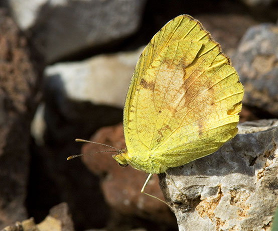 Sleepy Orange Eurema nicippe Butterfly