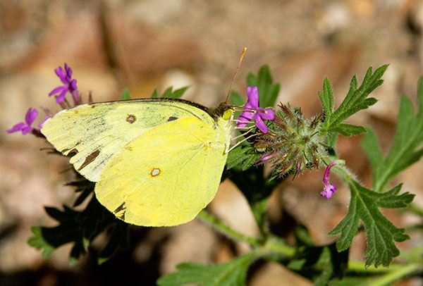 Southern Dogface Zerene cesonia Colias cesonia