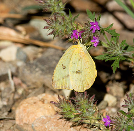 Large Orange Sulphur Phoebis agarithe Butterfly