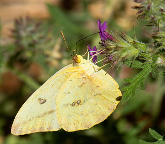 Large Orange Sulphur Phoebis agarithe Butterfly
