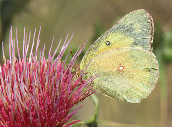 Orange Sulphur Colias eurytheme Butterfly