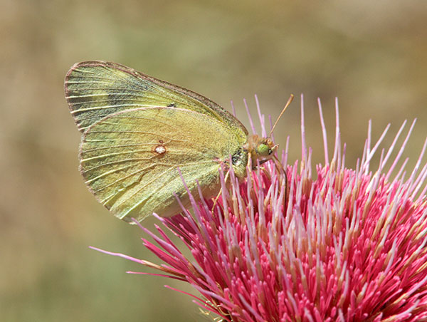 Orange Sulphur Colias eurytheme Butterfly