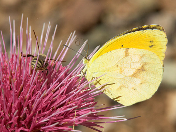 Sleepy Orange Eurema nicippe Butterfly