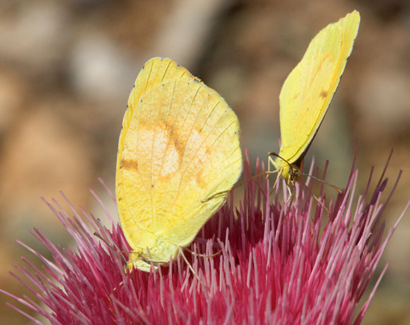 Sleepy Orange Eurema nicippe Butterfly