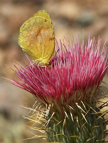 Sleepy Orange Eurema nicippe Butterfly
