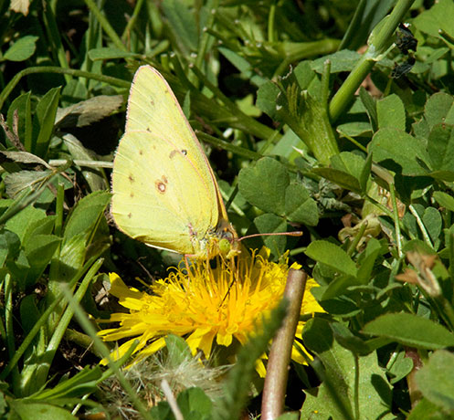 Orange Sulphur Colias eurytheme Butterfly