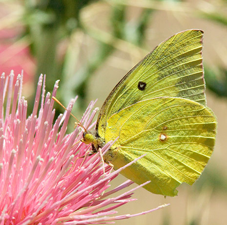 Southern Dogface Zerene cesonia Colias cesonia