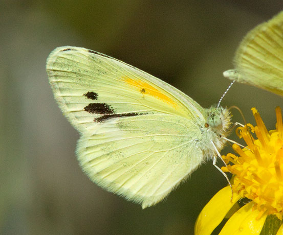 Dainty Sulphur Nathalis iole Butterfly