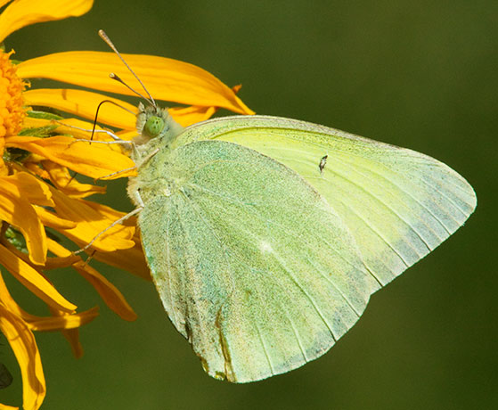 Queen Alexandra's Sulphur Colias alexandra Butterfly