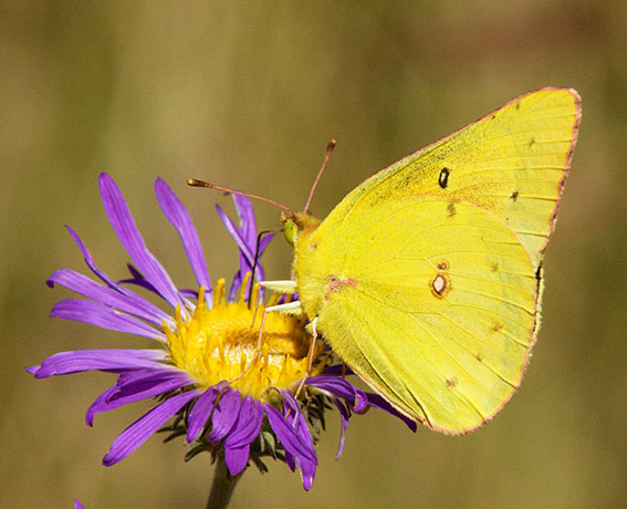 Orange Sulphur Colias eurytheme Butterfly