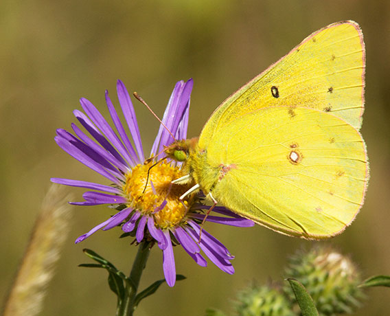 Orange Sulphur Colias eurytheme Butterfly
