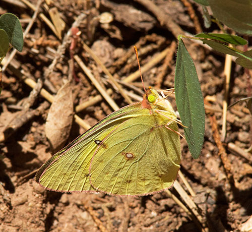 Orange Sulphur Colias eurytheme Butterfly