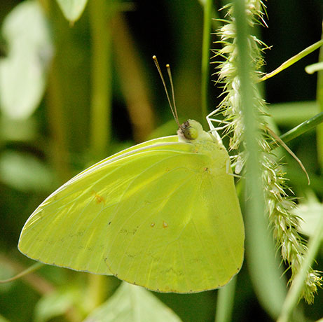 Cloudless Sulphur Phoebis sennae Butterfly