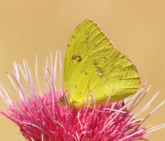 Cloudless Sulphur Phoebis sennae Butterfly