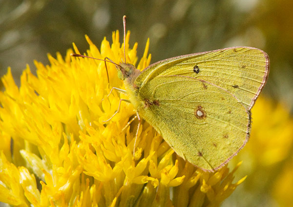 Orange Sulphur Colias eurytheme Butterfly