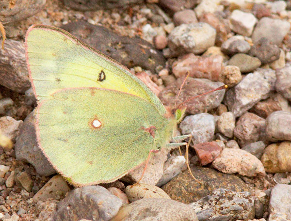 Clouded Sulphur Colias philodice Butterfly