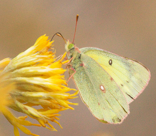 Clouded Sulphur Colias philodice Butterfly