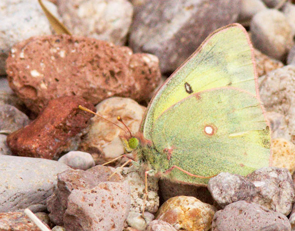 Clouded Sulphur Colias philodice Butterfly