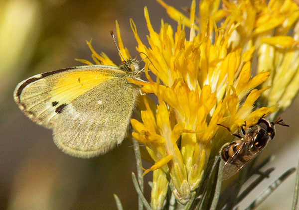 Dainty Sulphur Nathalis iole Butterfly