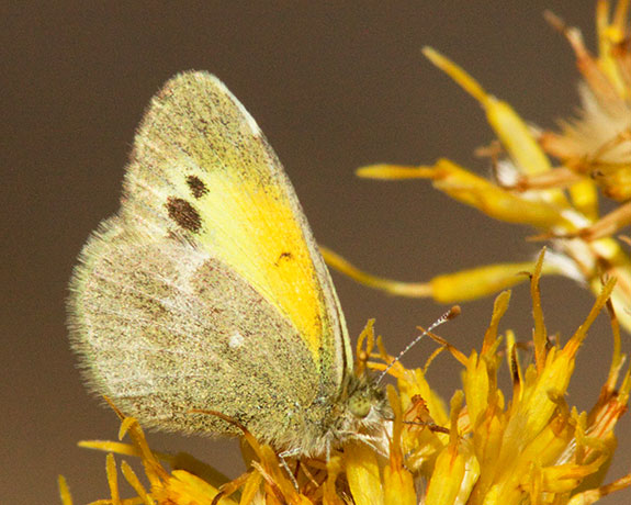 Dainty Sulphur Nathalis iole Butterfly