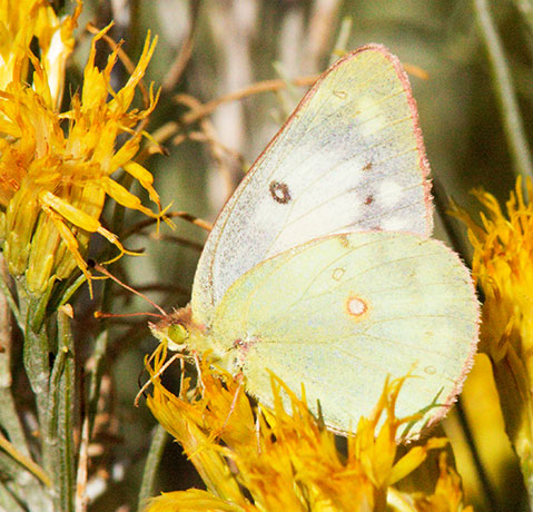 Orange Sulphur Colias eurytheme Butterfly