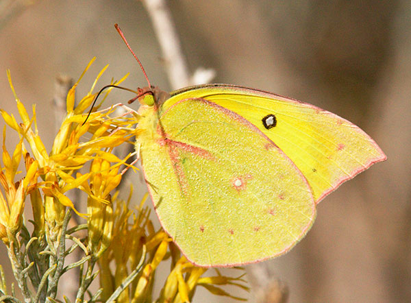 Southern Dogface Zerene cesonia Colias cesonia
