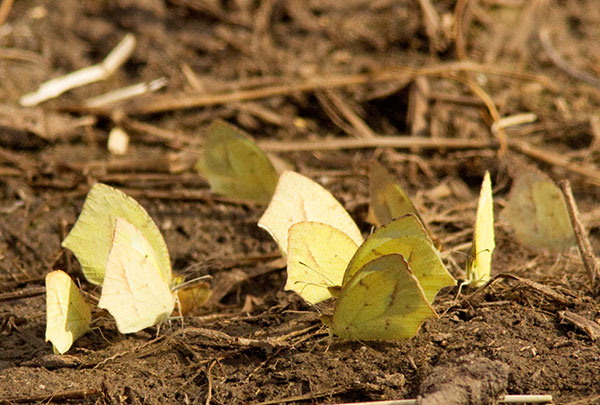 Mexican Yellow Eurema mexicana Butterfly