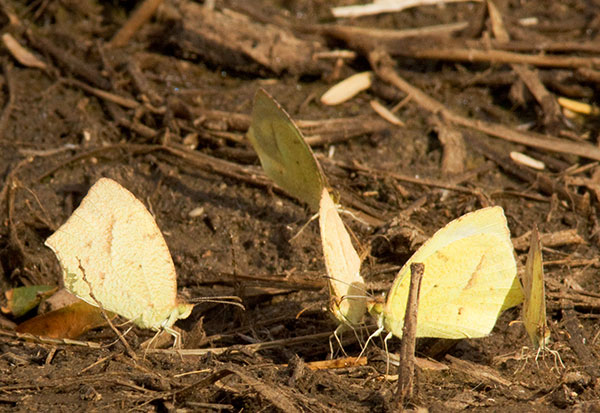 Mexican Yellow Eurema mexicana Butterfly