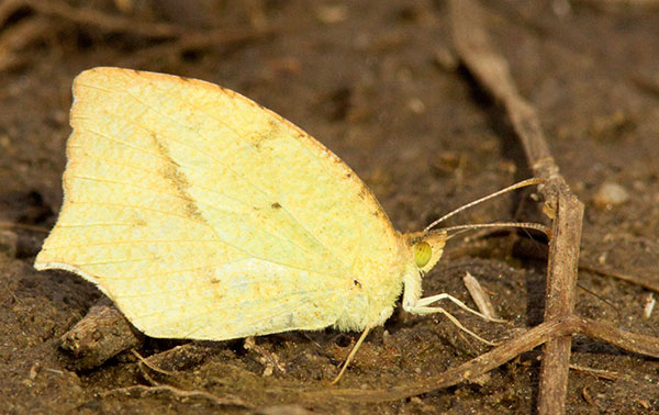 Mexican Yellow Eurema mexicana Butterfly
