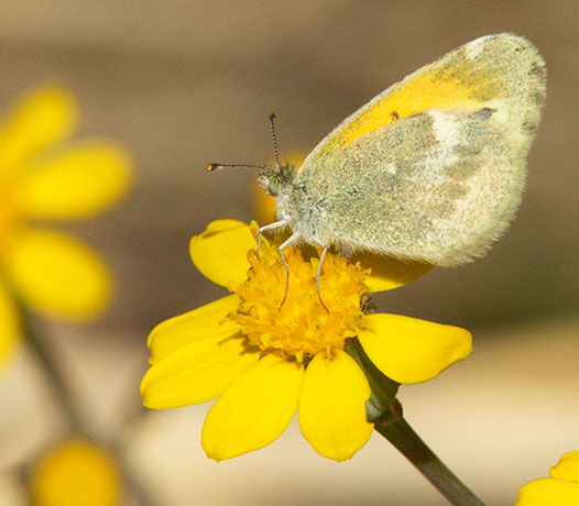 Dainty Sulphur Nathalis iole Butterfly
