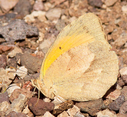 Sleepy Orange Eurema nicippe Butterfly