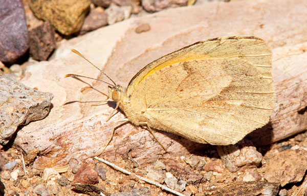 Sleepy Orange Eurema nicippe Butterfly