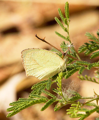 Mexican Yellow Eurema mexicana Butterfly