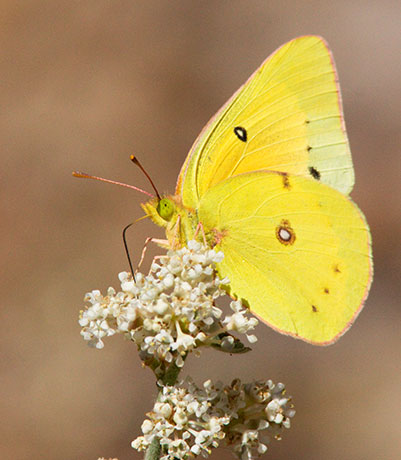 Orange Sulphur Colias eurytheme Butterfly