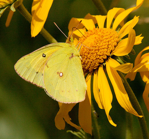 Orange Sulphur Colias eurytheme Butterfly