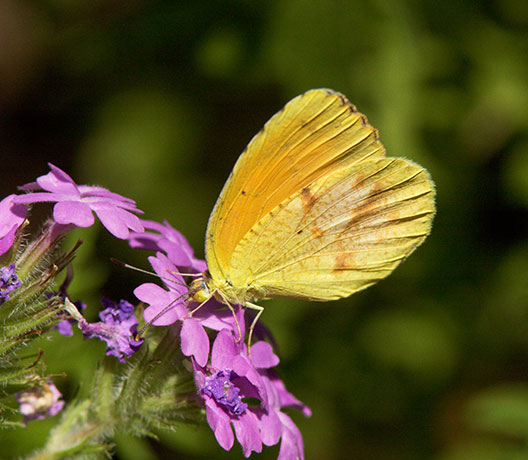 Sleepy Orange Eurema nicippe Butterfly
